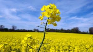 Another Rapeseed victim saved, Simon Squire says thank you. 1