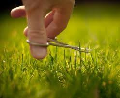 Grass Cutting 1